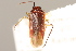  (Lygidea mendax - PBI 00396218)  @12 [ ] CreativeCommons - Attribution (2012) CNC/CBG Photography Group Centre for Biodiversity Genomics