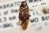  (Lygidea salicis - PBI 00396246)  @14 [ ] CreativeCommons - Attribution (2012) CNC/CBG Photography Group Centre for Biodiversity Genomics