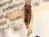 (Pelitropis rotulata - CNC#HEM405563)  @11 [ ] CreativeCommons - Attribution (2012) CNC/CBG Photography Group Centre for Biodiversity Genomics