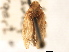  (Nototettigometrinae - CNC#HEM405570)  @13 [ ] CreativeCommons - Attribution (2012) CNC/CBG Photography Group Centre for Biodiversity Genomics