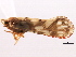  (Anotia bonnetii - CNC#HEM405595)  @13 [ ] CreativeCommons - Attribution (2012) CNC/CBG Photography Group Centre for Biodiversity Genomics