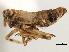  (Pissonotus quadripustulatus - CNC#HEM405687)  @13 [ ] CreativeCommons - Attribution (2012) CNC/CBG Photography Group Centre for Biodiversity Genomics