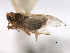  (Megamelus metzaria - CNC#HEM405910)  @13 [ ] CreativeCommons - Attribution (2012) CNC/CBG Photography Group Centre for Biodiversity Genomics