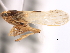  (Megamelus uncus - CNC#HEM405913)  @14 [ ] CreativeCommons - Attribution (2012) CNC/CBG Photography Group Centre for Biodiversity Genomics