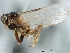  (Pissonotus flabellatus - CNC#HEM405959)  @13 [ ] CreativeCommons - Attribution (2012) CNC/CBG Photography Group Centre for Biodiversity Genomics