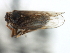  (Pissonotus tumidus - CNC#HEM405964)  @11 [ ] CreativeCommons - Attribution (2012) CNC/CBG Photography Group Centre for Biodiversity Genomics