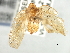  (Flatoidinus caesalpiniae - CNC#HEM406030)  @11 [ ] CreativeCommons - Attribution (2012) CNC/CBG Photography Group Centre for Biodiversity Genomics
