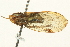  (Gaetulia nigrocarinata - CNC#HEM406096)  @11 [ ] CreativeCommons - Attribution (2012) CNC/CBG Photography Group Centre for Biodiversity Genomics