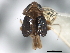  (Delphacodes angulata - CNC#HEM405834)  @13 [ ] CreativeCommons - Attribution (2012) CNC/CBG Photography Group Centre for Biodiversity Genomics