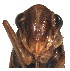  (Evacanthus rubrivenosus - EVA-E-5-1)  @11 [ ] Copyright (2010) Unspecified Northwest Agriculture and Forest University