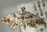  (Oxyelophila callista - CNCLEP00087756.1)  @13 [ ] CreativeCommons - Attribution (2013) CNC/CBG Photography Group Centre for Biodiversity Genomics