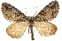  (Ersephila grandipennis - CNCLEP00098951)  @15 [ ] CreativeCommons - Attribution (2013) CNC/CBG Photography Group Centre for Biodiversity Genomics
