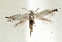  (Coptodisca diospyriella - CNCLEP00100484)  @11 [ ] CreativeCommons - Attribution (2013) CNC/CBG Photography Group Centre for Biodiversity Genomics