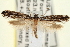  (Archinemapogon rileyi - CNCLEP00100565)  @14 [ ] CreativeCommons - Attribution (2013) CNC/CBG Photography Group Centre for Biodiversity Genomics