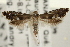  (Glyphipterix saurodonta - CNCLEP00100578)  @14 [ ] CreativeCommons - Attribution (2013) CNC/CBG Photography Group Centre for Biodiversity Genomics