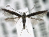  (Cosmopterix gemmiferella - CNCLEP00101261)  @13 [ ] CreativeCommons - Attribution (2013) CNC/CBG Photography Group Centre for Biodiversity Genomics