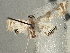  (Petrophila drumalis - CNCLEP00101272)  @11 [ ] CreativeCommons - Attribution (2013) CNC/CBG Photography Group Centre for Biodiversity Genomics