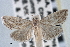  (Procymbopteryx belialis - CNCLEP00101312)  @14 [ ] CreativeCommons - Attribution (2013) CNC/CBG Photography Group Centre for Biodiversity Genomics