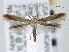  (Caloptilia superbifrontella - CNCLEP00101435)  @15 [ ] CreativeCommons - Attribution (2013) CNC/CBG Photography Group Centre for Biodiversity Genomics
