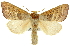  (Phalerinae - CNCLEP00102112)  @16 [ ] CreativeCommons - Attribution (2012) CNC/CBG Photography Group Centre for Biodiversity Genomics