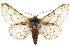  (Cochisea sonomensis - CNCLEP00102199)  @15 [ ] CreativeCommons - Attribution (2013) CBG Photography Group Centre for Biodiversity Genomics