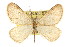  (Animomyia nuda - CNCLEP00102543)  @15 [ ] CreativeCommons - Attribution (2013) CBG Photography Group Centre for Biodiversity Genomics