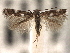  (Elachista leucosticta - CNCLEP00103081)  @14 [ ] CreativeCommons - Attribution (2013) CNC/CBG Photography Group Centre for Biodiversity Genomics