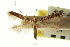  (Caloptilia melanocarpae - CNCLEP00103976)  @14 [ ] CreativeCommons - Attribution (2013) CBG Photography Group Centre for Biodiversity Genomics
