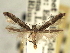 (Caloptilia ovatiella - CNCLEP00103981)  @14 [ ] CreativeCommons - Attribution (2013) CBG Photography Group Centre for Biodiversity Genomics