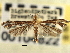  (Trichoptilus indentatus - CNCLEP00104822)  @11 [ ] CreativeCommons - Attribution (2013) CBG Photography Group Centre for Biodiversity Genomics