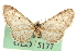 (Eupithecia terrestrata - CNCLEP00106112)  @11 [ ] CreativeCommons - Attribution (2013) CBG Photography Group Centre for Biodiversity Genomics