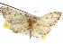  (Eupithecia catalinata - CNCLEP00106120)  @11 [ ] CreativeCommons - Attribution (2013) CBG Photography Group Centre for Biodiversity Genomics