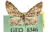  (Eupithecia segregata - CNCLEP00106159)  @14 [ ] CreativeCommons - Attribution (2013) CBG Photography Group Centre for Biodiversity Genomics