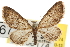  (Eupithecia joanata - CNCLEP00106174)  @15 [ ] CreativeCommons - Attribution (2013) CBG Photography Group Centre for Biodiversity Genomics
