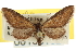  (Eupithecia miamata - CNCLEP00106192)  @15 [ ] CreativeCommons - Attribution (2013) CBG Photography Group Centre for Biodiversity Genomics