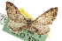  (Eupithecia cestatoides - CNCLEP00106209)  @13 [ ] CreativeCommons - Attribution (2013) CBG Photography Group Centre for Biodiversity Genomics