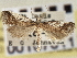  ( - CNCLEP00107011)  @11 [ ] CreativeCommons - Attribution (2013) CBG Photography Group Centre for Biodiversity Genomics