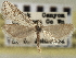  ( - CNCLEP00107035)  @11 [ ] CreativeCommons - Attribution (2013) CBG Photography Group Centre for Biodiversity Genomics