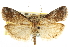  (Acrobasis comptella - CNCLEP00107060)  @15 [ ] CreativeCommons - Attribution (2013) CBG Photography Group Centre for Biodiversity Genomics