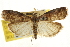  (Acrobasis irrubriella - CNCLEP00107066)  @14 [ ] CreativeCommons - Attribution (2013) CBG Photography Group Centre for Biodiversity Genomics