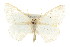  (Destutia novata - CNCLEP00107780)  @15 [ ] CreativeCommons - Attribution (2013) CBG Photography Group Centre for Biodiversity Genomics