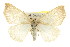  (Destutia oblentaria - CNCLEP00107792)  @15 [ ] CreativeCommons - Attribution (2013) CBG Photography Group Centre for Biodiversity Genomics
