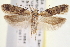  (Chionodes chrysopyla - USNM ENT 00012470)  @15 [ ] CreativeCommons - Attribution (2013) CNC/CBG Photography Group Centre for Biodiversity Genomics