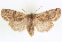  (Homoglaea variegata - CNCLEP00084099)  @15 [ ] CreativeCommons - Attribution (2014) CBG Photography Group Centre for Biodiversity Genomics