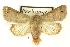  (Marilopteryx carancahua - CNCLEP00113327)  @15 [ ] CreativeCommons - Attribution (2014) CBG Photography Group Centre for Biodiversity Genomics