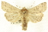  (Leucania calidior - CNCLEP00113345)  @14 [ ] CreativeCommons - Attribution (2014) CBG Photography Group Centre for Biodiversity Genomics