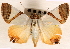  (Eulepidotis persimilis - CNCLEP00117841)  @14 [ ] CreativeCommons - Attribution (2014) CBG Photography Group Centre for Biodiversity Genomics