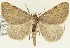  (Macaria sulphurea - DH026850)  @11 [ ] CreativeCommons  Attribution (by) (2018) Daniel Handfield Unspecified