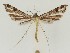  (Stenoptilia coloradensis - MDH021911)  @11 [ ] CreativeCommons  Attribution (by) (2018) Daniel Handfield Unspecified