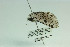  (Sundwarda - MGCL-NOC-65343)  @11 [ ] CreativeCommons  Attribution Share-Alike (by-sa) (2010) Canadian National Collection of Insects, Arachnids and Nematodes Canadian National Collection of Insects, Arachnids and Nematodes
